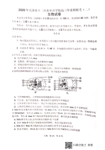 天津市十二区县重点学校2020届高三毕业班联考（二）生物试题 PDF版含答案